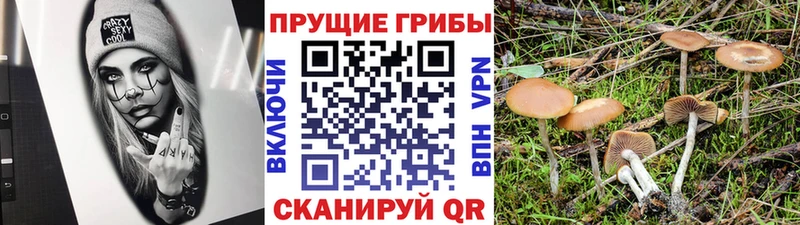 Галлюциногенные грибы Psilocybe  Купить закладки  Судак 